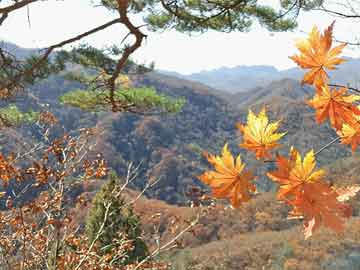 澳門(mén)明星托爾與壁紙?jiān)铝粱顒?dòng)揭秘，實(shí)時(shí)更新、深度解讀與宣傳真實(shí)性預(yù)警