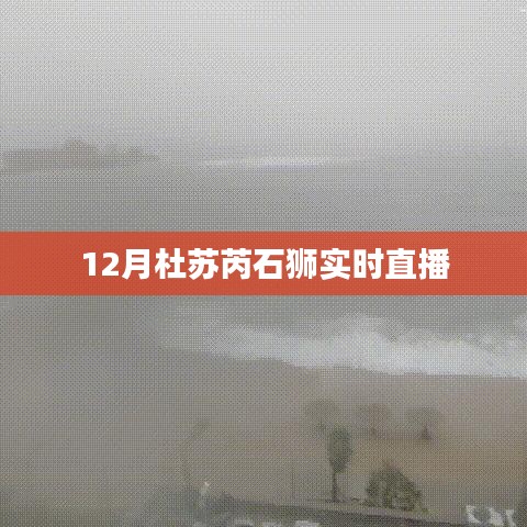 杜蘇芮石獅最新動態(tài)，12月實時直播解析