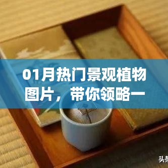 一月熱門景觀植物圖片欣賞，領(lǐng)略植物魅力