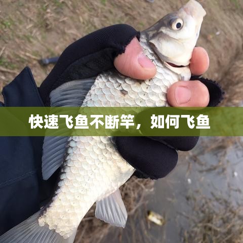 快速飛魚不斷竿，如何飛魚
