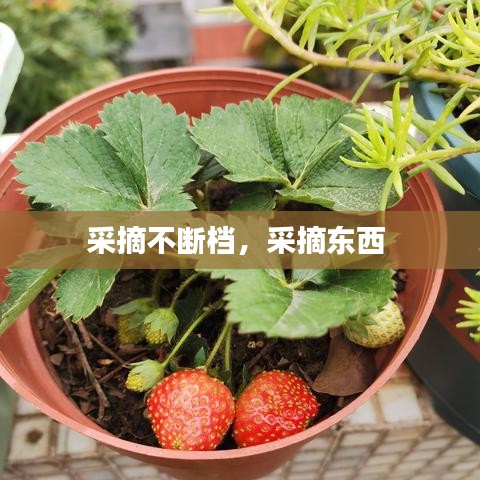 采摘不斷檔，采摘東西