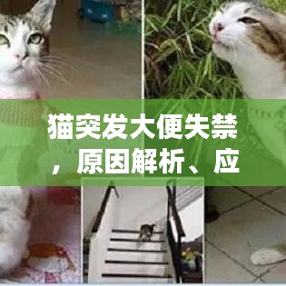 貓突發(fā)大便失禁，原因解析、應(yīng)對方案與溫馨關(guān)懷