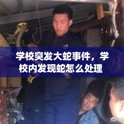 學(xué)校突發(fā)大蛇事件，學(xué)校內(nèi)發(fā)現(xiàn)蛇怎么處理