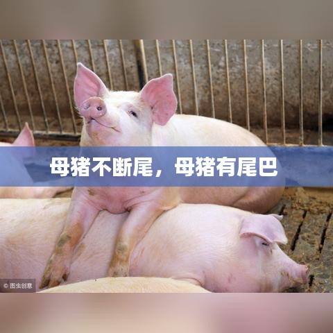母豬不斷尾，母豬有尾巴