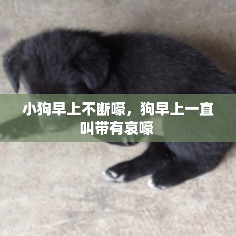 小狗早上不斷嚎，狗早上一直叫帶有哀嚎