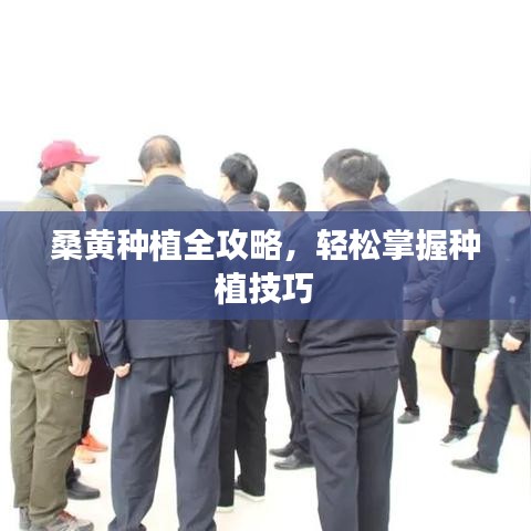 桑黃種植全攻略，輕松掌握種植技巧