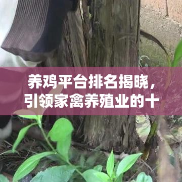 養(yǎng)雞平臺排名揭曉，引領(lǐng)家禽養(yǎng)殖業(yè)的十大佼佼者