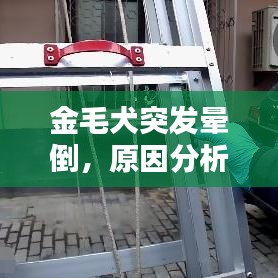 金毛犬突發(fā)暈倒，原因分析及應(yīng)對方法
