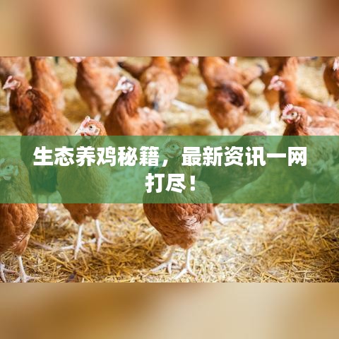 生態(tài)養(yǎng)雞秘籍，最新資訊一網(wǎng)打盡！