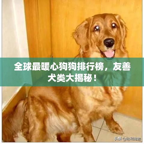全球最暖心狗狗排行榜，友善犬類大揭秘！