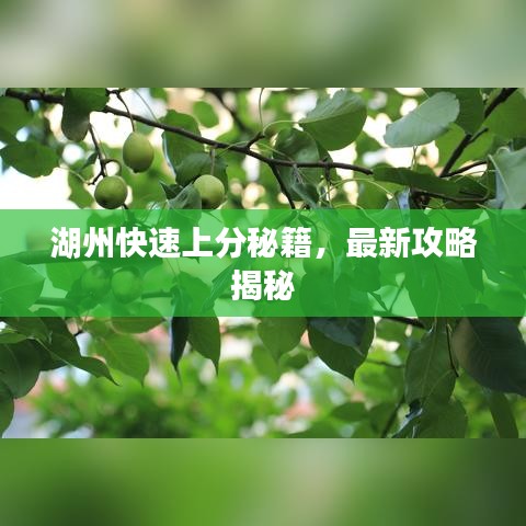 湖州快速上分秘籍，最新攻略揭秘