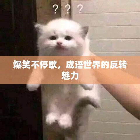 爆笑不停歇，成語世界的反轉(zhuǎn)魅力