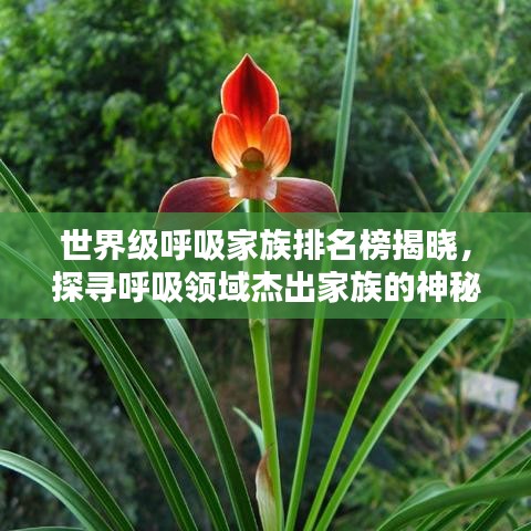 世界級呼吸家族排名榜揭曉，探尋呼吸領(lǐng)域杰出家族的神秘力量