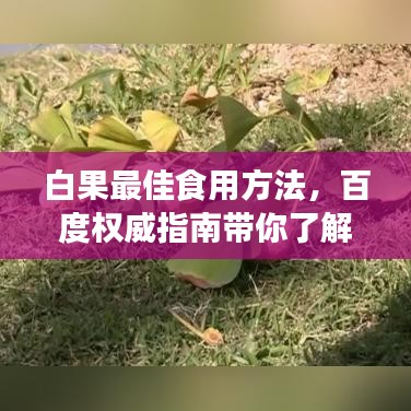 白果最佳食用方法，百度權(quán)威指南帶你了解！