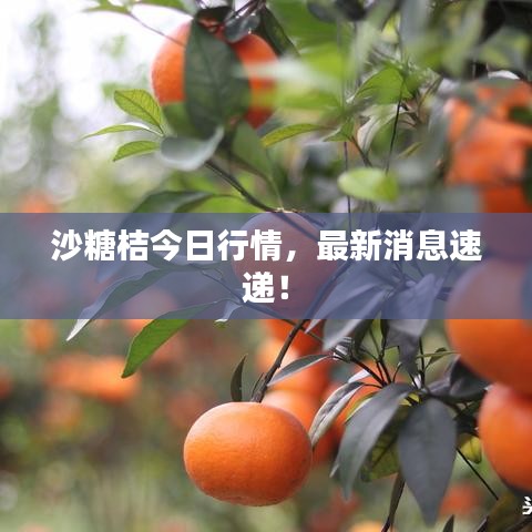 沙糖桔今日行情，最新消息速遞！