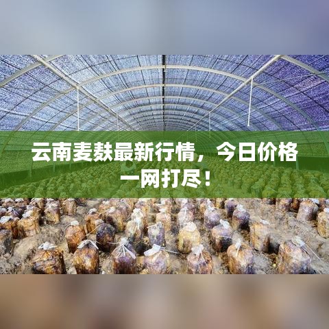 云南麥麩最新行情，今日價(jià)格一網(wǎng)打盡！