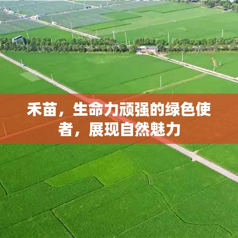 禾苗，生命力頑強的綠色使者，展現(xiàn)自然魅力