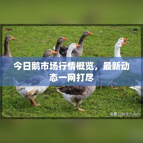今日鵝市場(chǎng)行情概覽，最新動(dòng)態(tài)一網(wǎng)打盡