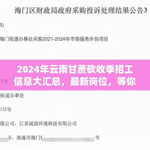 2024年云南甘蔗砍收季招工信息大匯總，最新崗位，等你來砍！