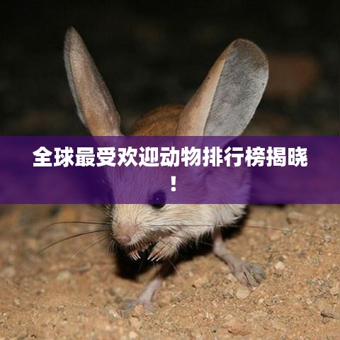 全球最受歡迎動(dòng)物排行榜揭曉！