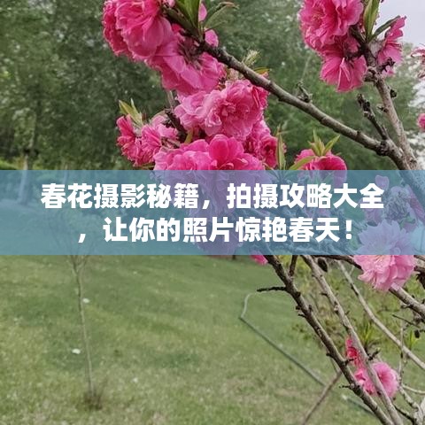 春花攝影秘籍，拍攝攻略大全，讓你的照片驚艷春天！