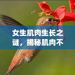 女生肌肉生長之謎，揭秘肌肉不斷增長的秘密！