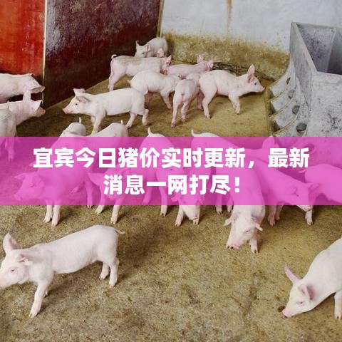 宜賓今日豬價(jià)實(shí)時(shí)更新，最新消息一網(wǎng)打盡！
