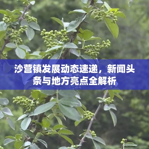 沙營鎮(zhèn)發(fā)展動態(tài)速遞，新聞頭條與地方亮點全解析