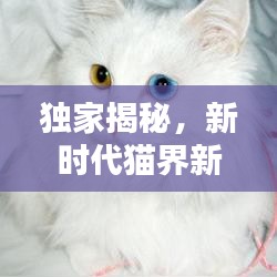 獨(dú)家揭秘，新時(shí)代貓界新星，創(chuàng)新貓咪品種大揭秘！