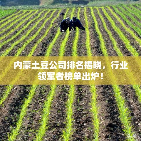內蒙土豆公司排名揭曉，行業(yè)領軍者榜單出爐！