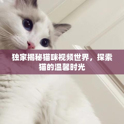 獨(dú)家揭秘貓咪視頻世界，探索貓的溫馨時(shí)光