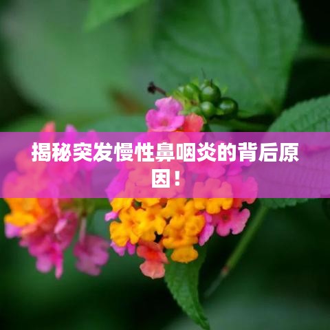 揭秘突發(fā)慢性鼻咽炎的背后原因！