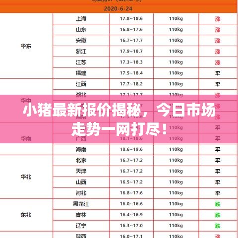 小豬最新報價揭秘，今日市場走勢一網(wǎng)打盡！