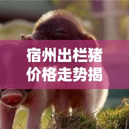 宿州出欄豬價格走勢揭秘，最新行情分析報告！