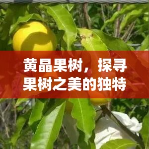 黃晶果樹(shù)，探尋果樹(shù)之美的獨(dú)特魅力