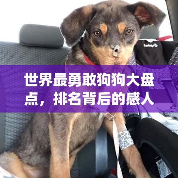 世界最勇敢狗狗大盤點，排名背后的感人故事！