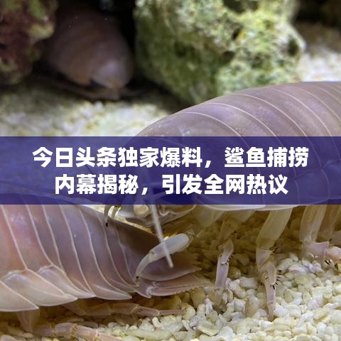 今日頭條獨家爆料，鯊魚捕撈內幕揭秘，引發(fā)全網熱議
