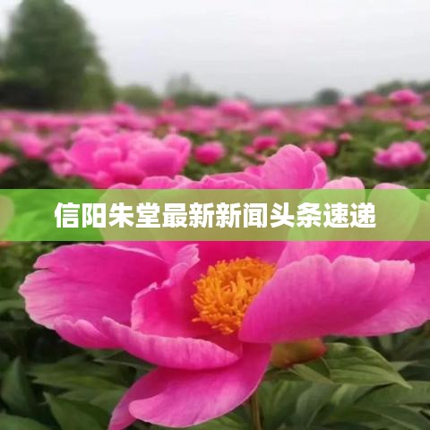 信陽(yáng)朱堂最新新聞?lì)^條速遞