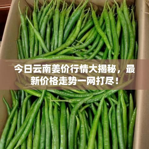 今日云南姜價行情大揭秘，最新價格走勢一網(wǎng)打盡！