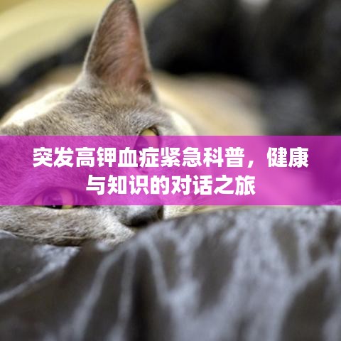 突發(fā)高鉀血癥緊急科普，健康與知識的對話之旅
