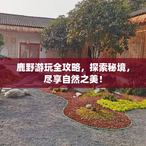 鹿野游玩全攻略，探索秘境，盡享自然之美！