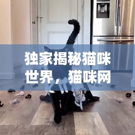 獨家揭秘貓咪世界，貓咪網(wǎng)專屬播放，探索貓咪獨特魅力