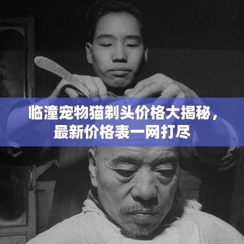 臨潼寵物貓?zhí)觐^價(jià)格大揭秘，最新價(jià)格表一網(wǎng)打盡