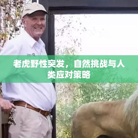 老虎野性突發(fā)，自然挑戰(zhàn)與人類應(yīng)對(duì)策略