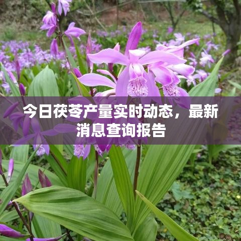 今日茯苓產(chǎn)量實時動態(tài)，最新消息查詢報告