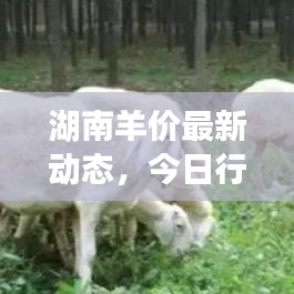 湖南羊價最新動態(tài)，今日行情分析與趨勢預測