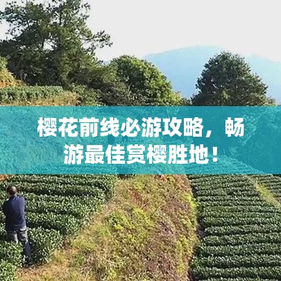 櫻花前線必游攻略，暢游最佳賞櫻勝地！