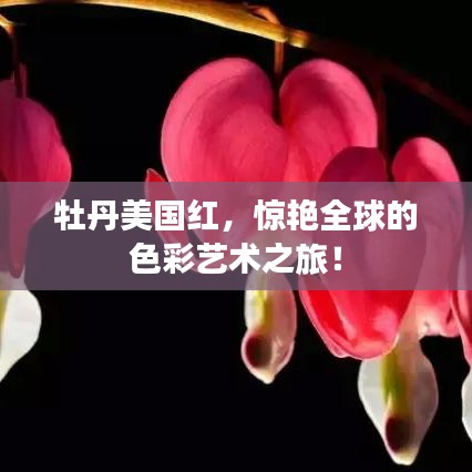 牡丹美國紅，驚艷全球的色彩藝術(shù)之旅！